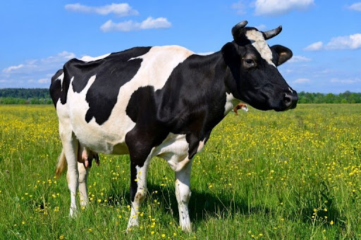 Cow